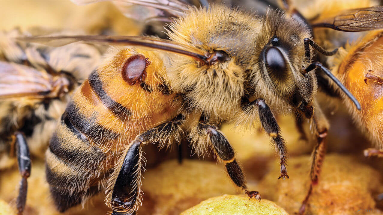 В США погибло рекордное количество пчел. Какие будут последствия?