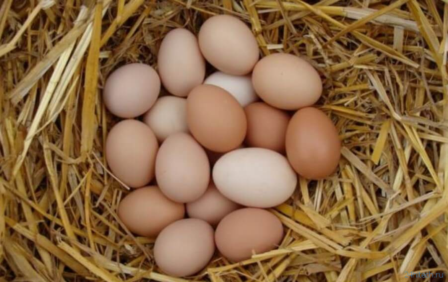 Из куриных яиц можно сделать раствор для увеличения срока годности фруктов