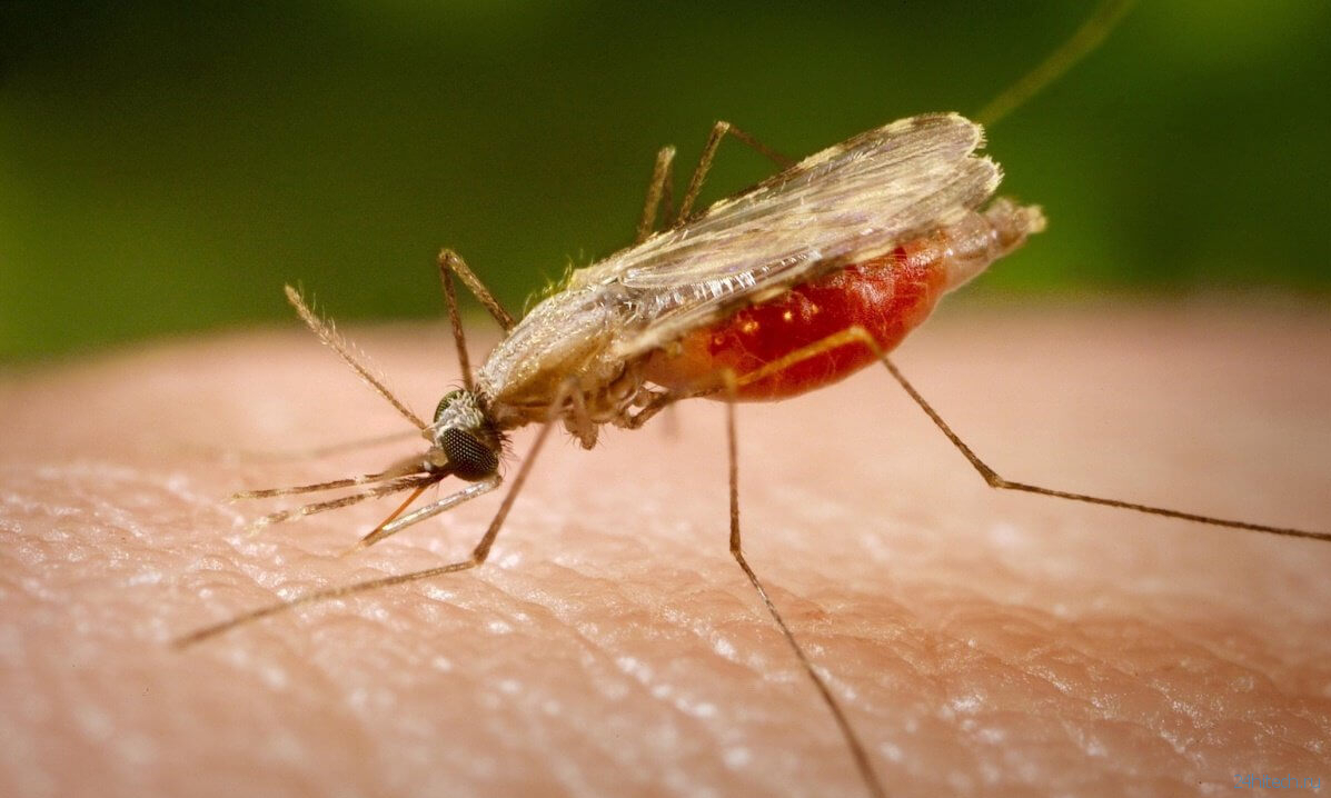 В России может увеличиться количество малярийных комаров. С чем это связано?