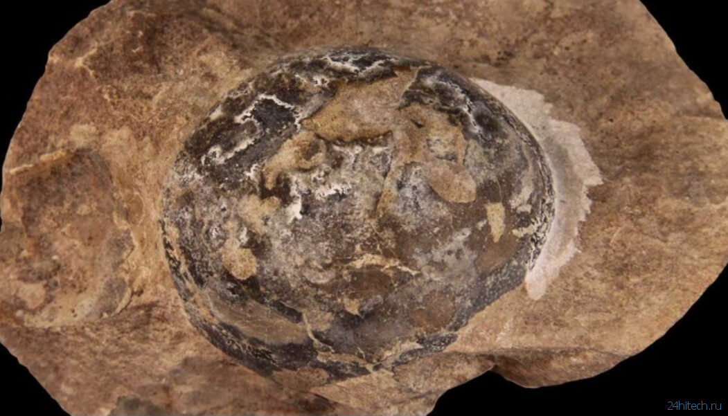 Важное открытие: яйца динозавров не были покрыты скорлупой