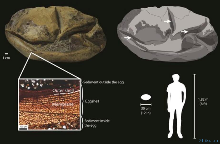 Найденный в Антарктиде загадочный камень оказался яйцом древнего чудовища