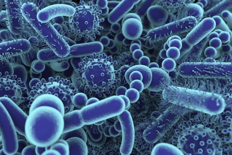 Чем отличаются бактерии, микробы и вирусы?