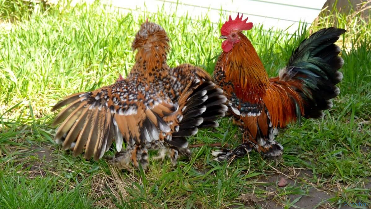 Когда курицы стали домашними животными?
