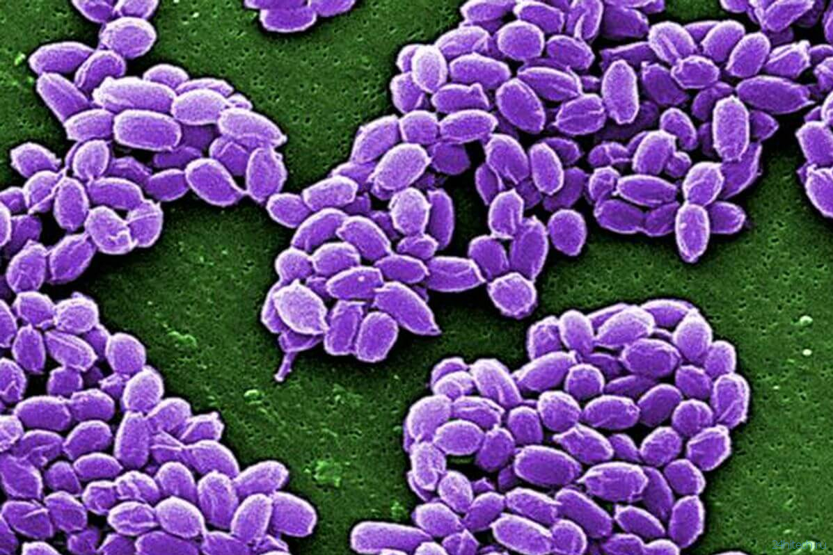 5 самых опасных бактерий