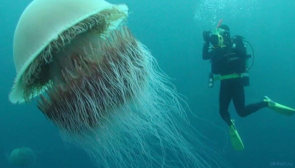 Как выглядит самая большая медуза и чем она опасна?