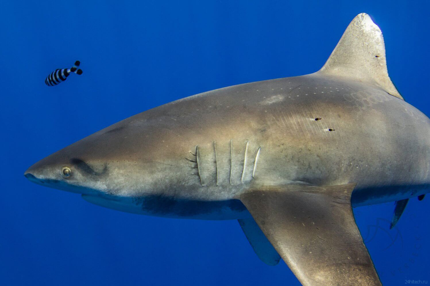 Каких животных боятся опасные акулы?