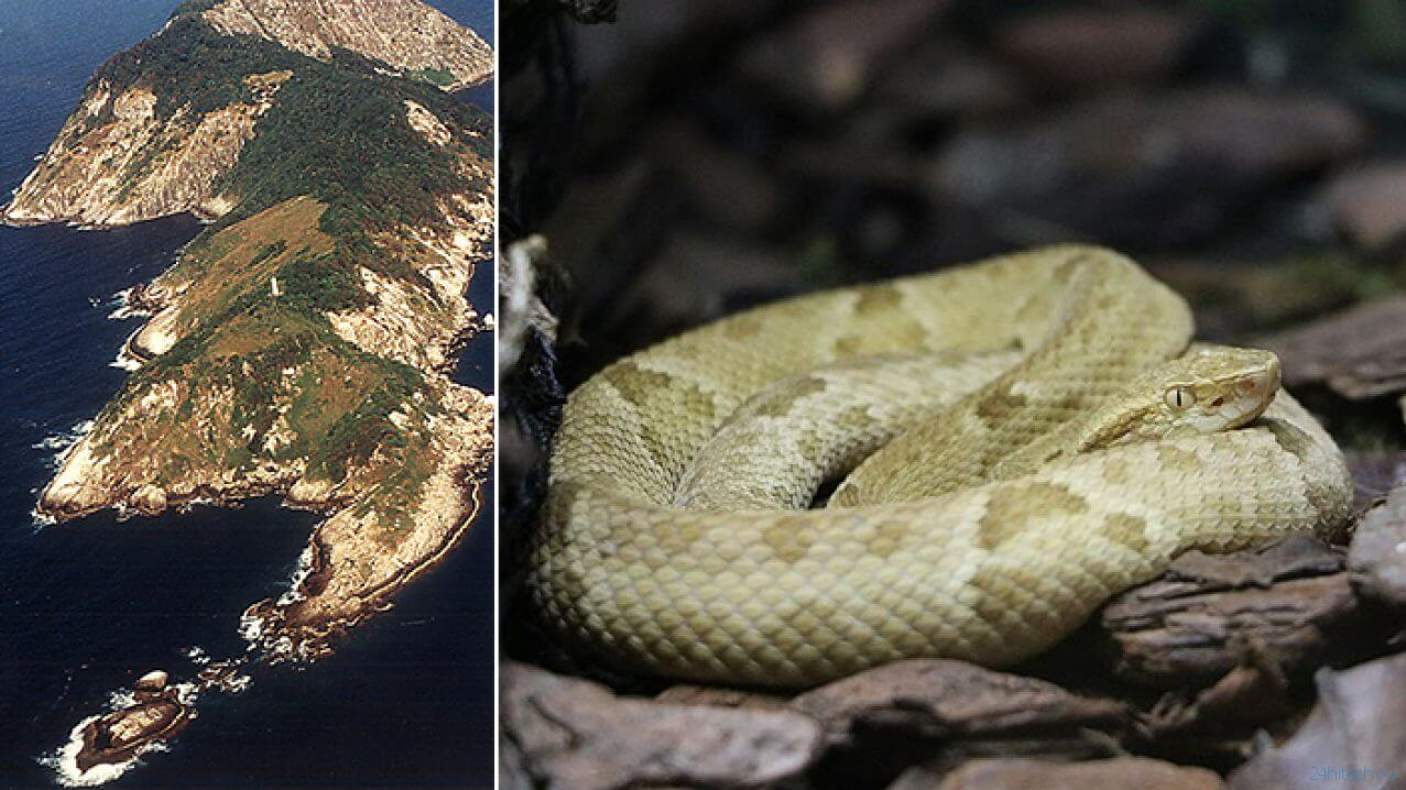 Ядовитые змеи острова Кеймада-Гранди