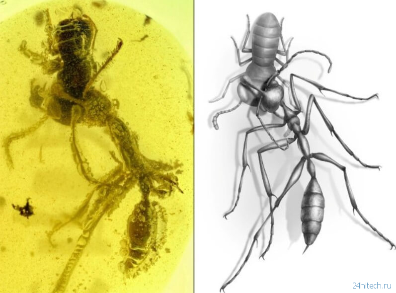 Кто такие «адские муравьи» и почему они так странно выглядят?