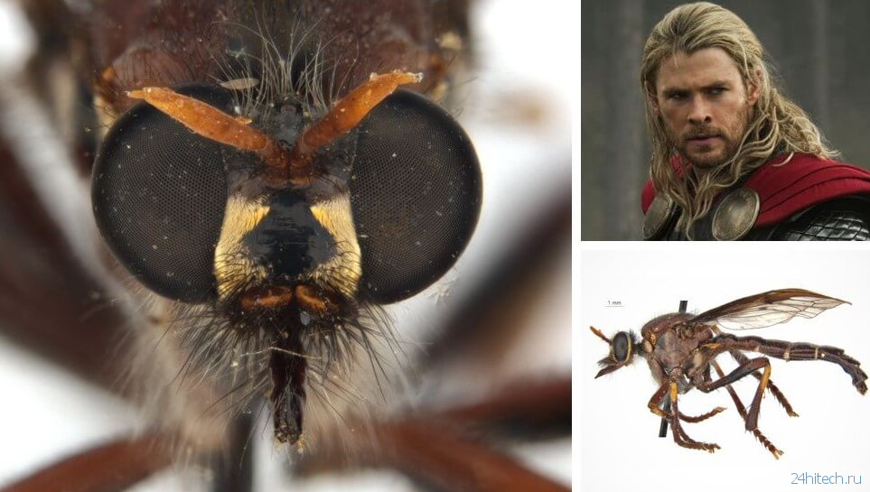 Новые виды насекомых получили названия в честь героев Marvel