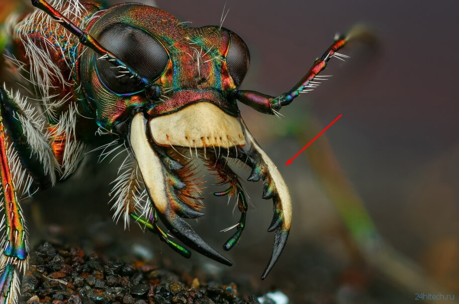 Кто такие «адские муравьи» и почему они так странно выглядят?