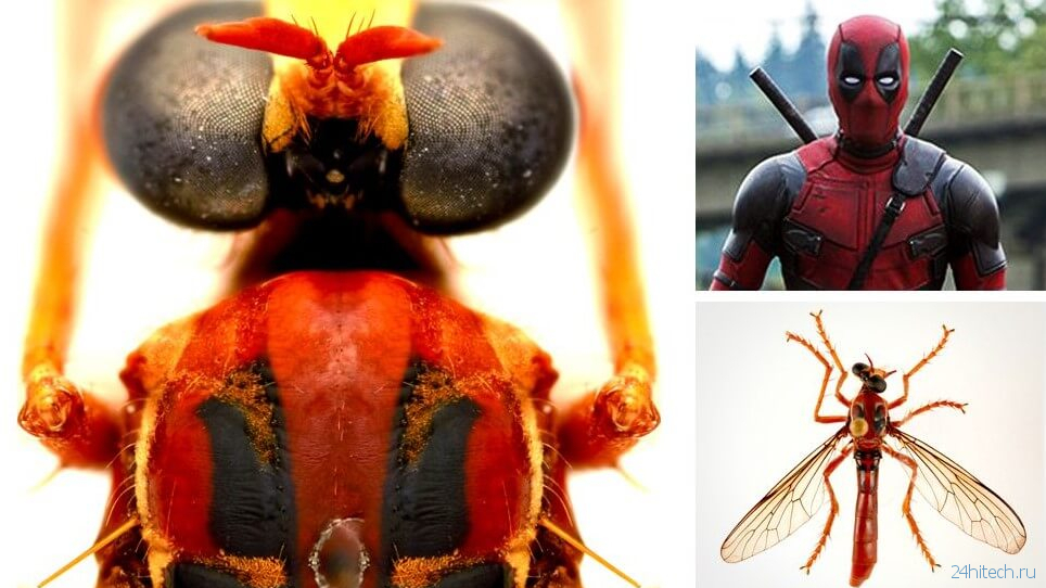 Новые виды насекомых получили названия в честь героев Marvel