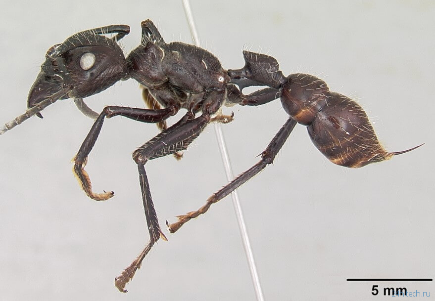 Самые опасные муравьи: где они обитают и насколько больно кусают?