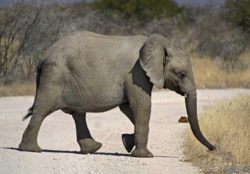 В Африке продолжают умирать слоны. Ученые уже подозревают, почему