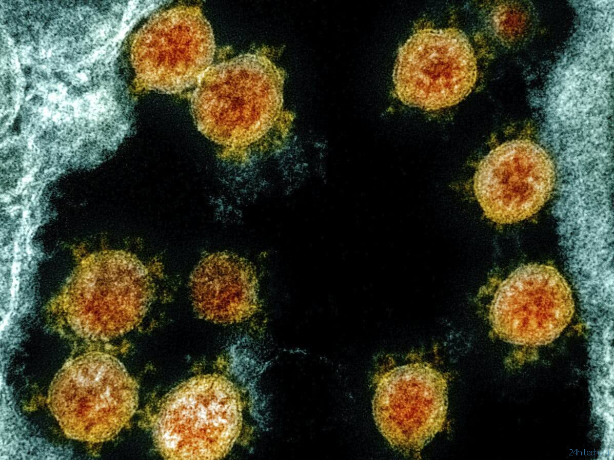 Каким образом человек смог повторно заразиться коронавирусом?
