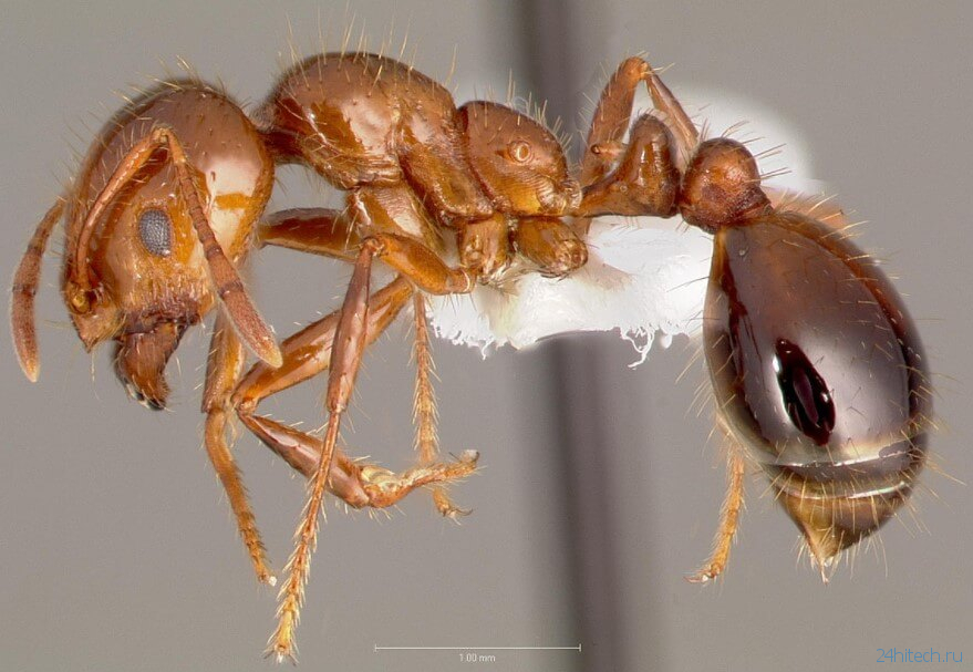 Самые опасные муравьи: где они обитают и насколько больно кусают?