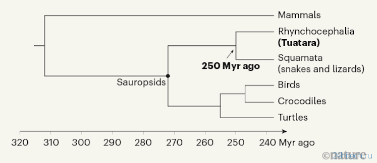 Где сейчас живут потомки динозавров и что они могут дать ученым