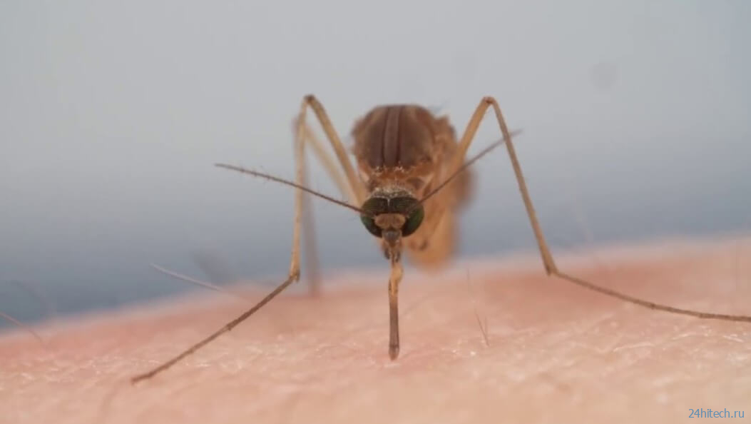 Зачем комары пьют кровь? 