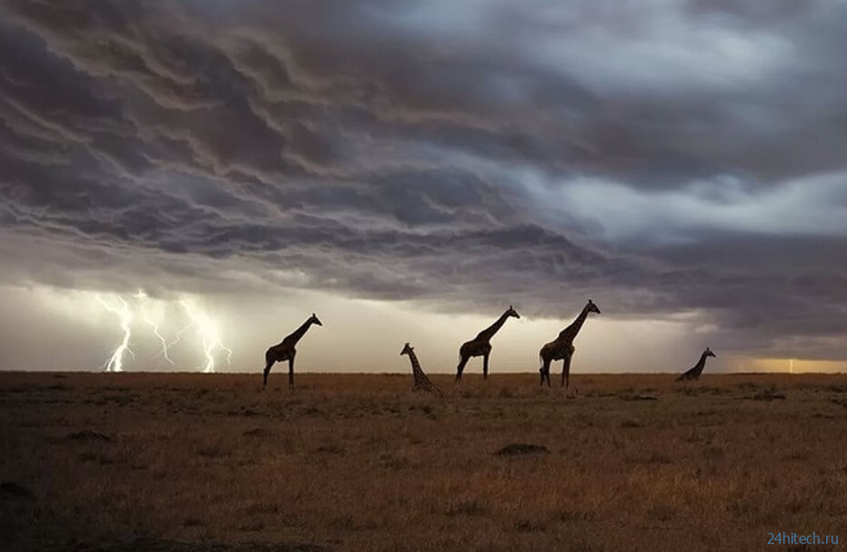 Как часто по высоким жирафам бьют молнии? 