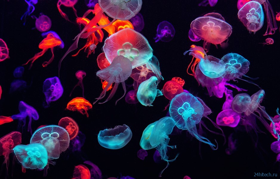 Почему человечеству нужно отказаться от поедания рыбы и перейти на медуз? 