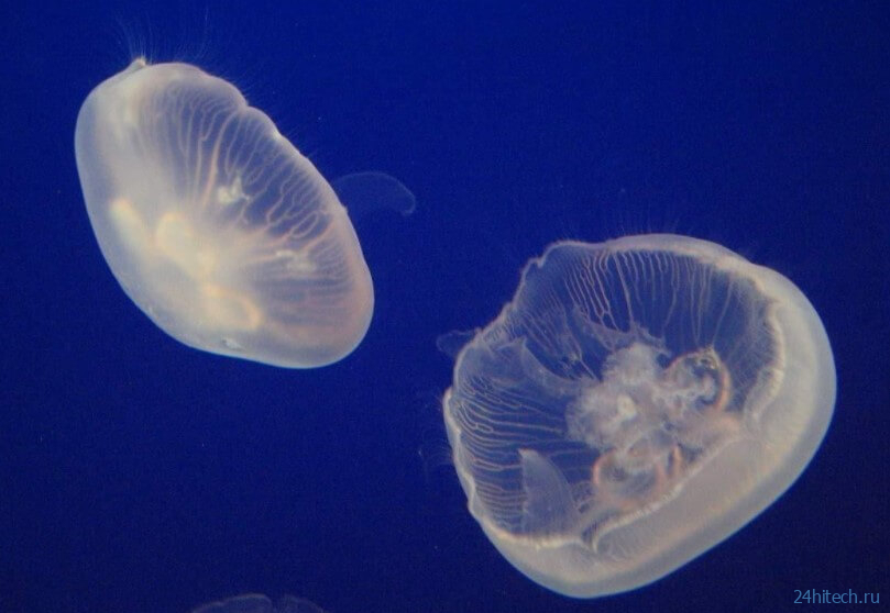 Почему человечеству нужно отказаться от поедания рыбы и перейти на медуз? 