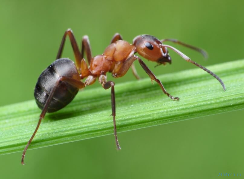 Почему муравьи — одни из самых сильных насекомых в мире? 