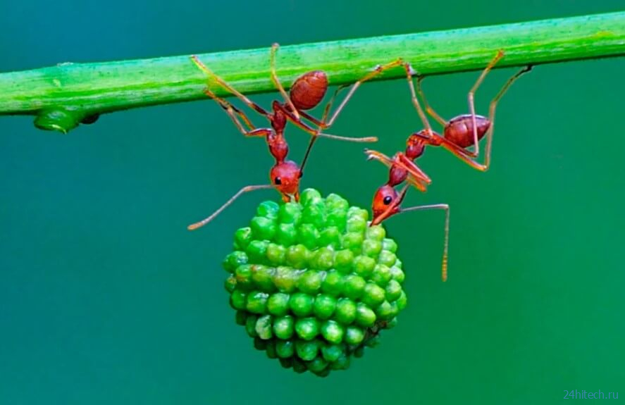 Почему муравьи — одни из самых сильных насекомых в мире? 