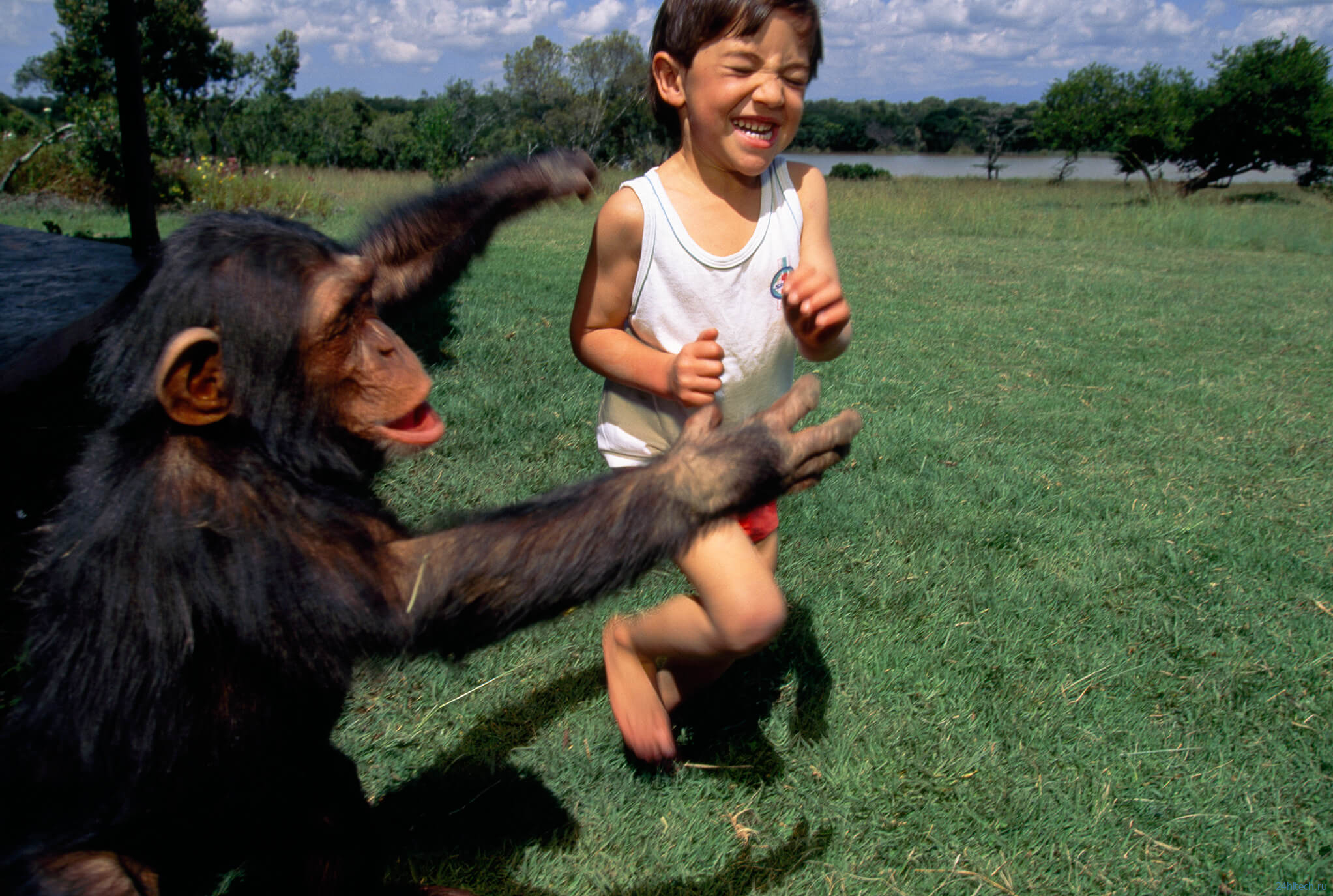 Что шимпанзе могут рассказать о дружбе между людьми? 