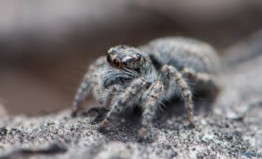 ТОП самых маленьких пауков на планете 