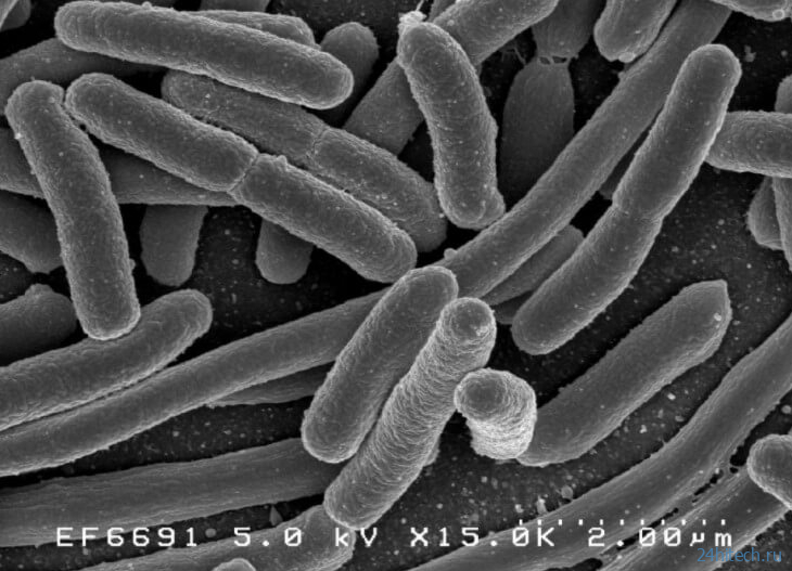 Могут ли бактерии жить на куске мыла? 