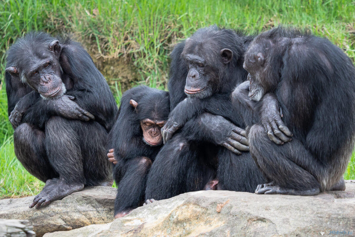 Что шимпанзе могут рассказать о дружбе между людьми? 