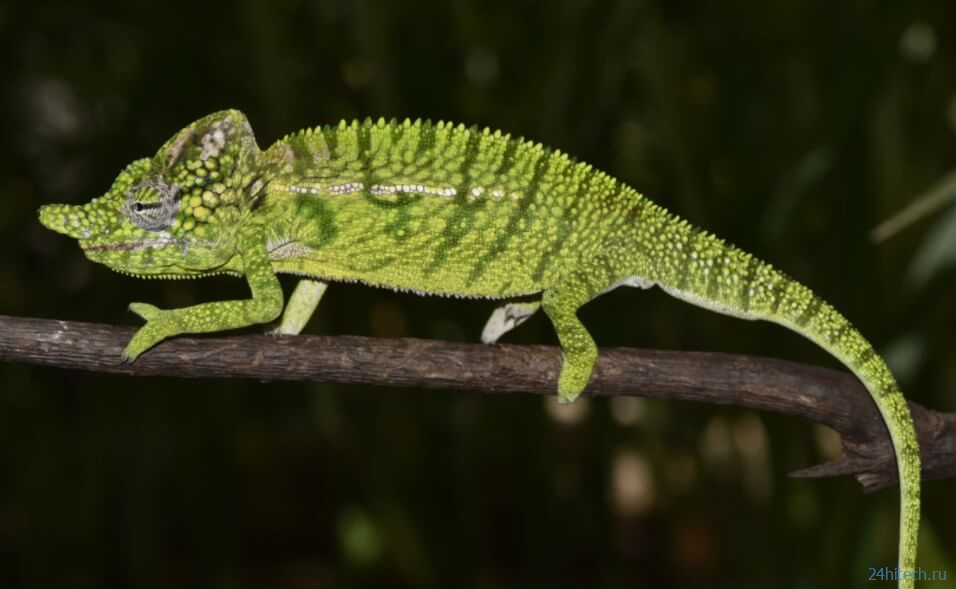 На Мадагаскаре найдены «вымершие» виды хамелеонов. Почему их было трудно найти? 