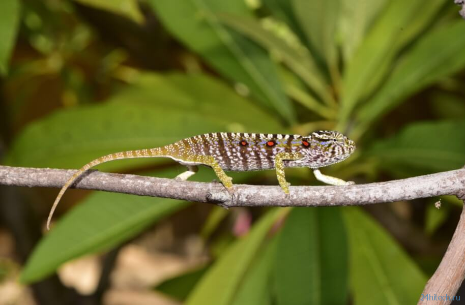 На Мадагаскаре найдены «вымершие» виды хамелеонов. Почему их было трудно найти? 
