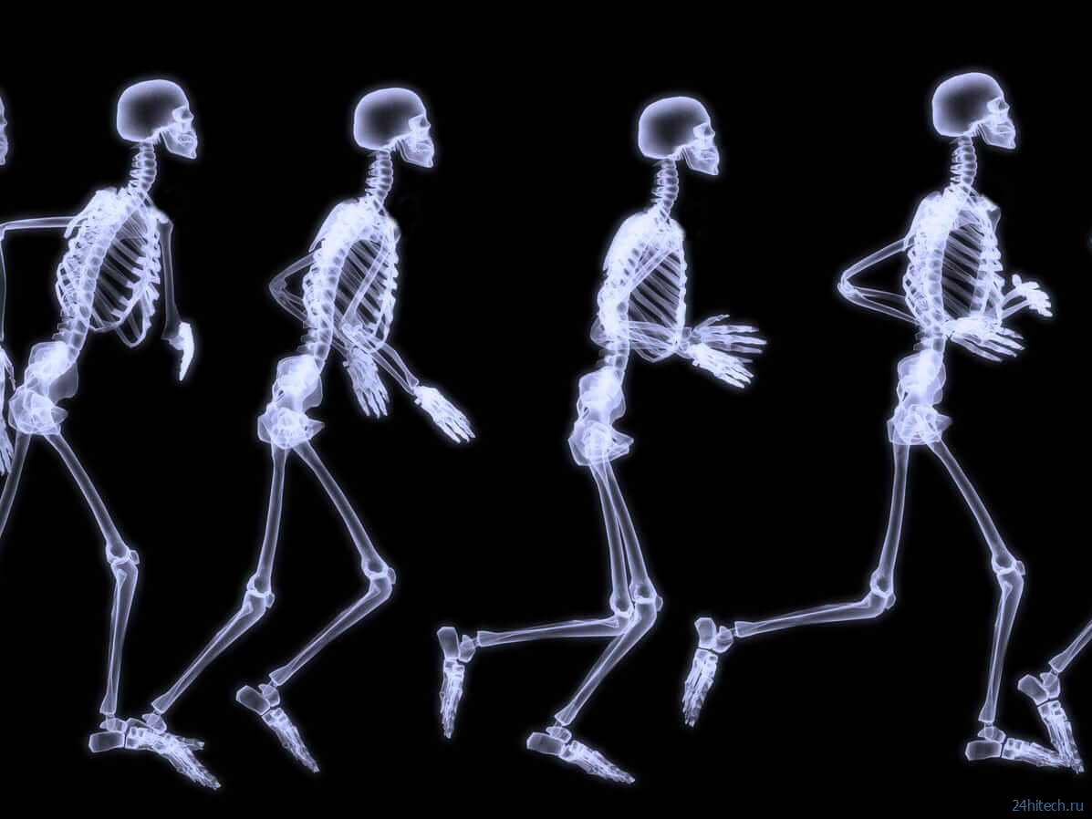 Сколько костей в теле человека? 