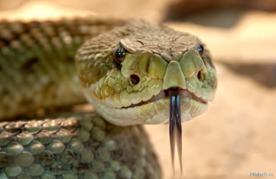 Это противоядие от укусов змей может спасать 100 000 жизней в год 