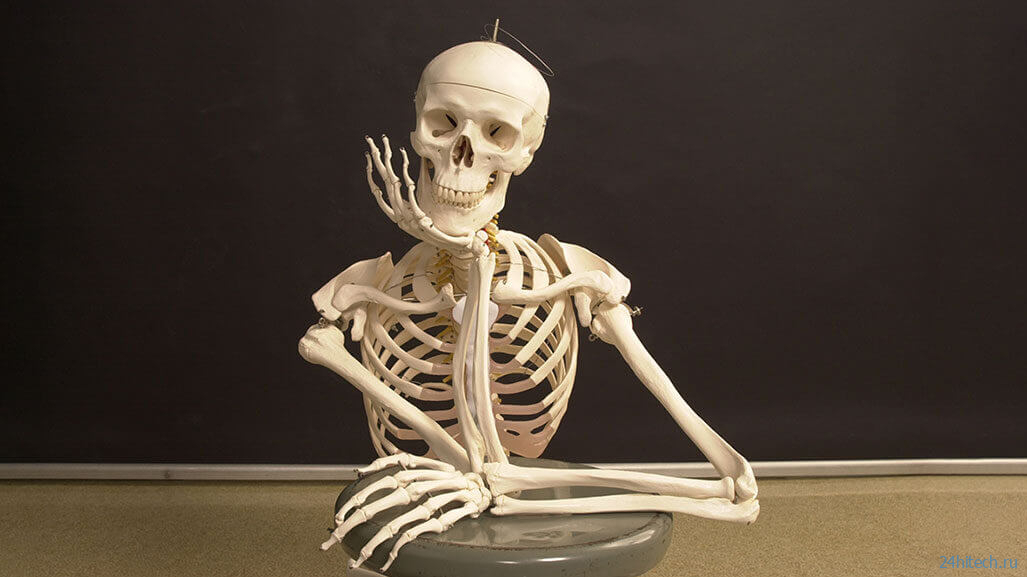 Сколько костей в теле человека? 