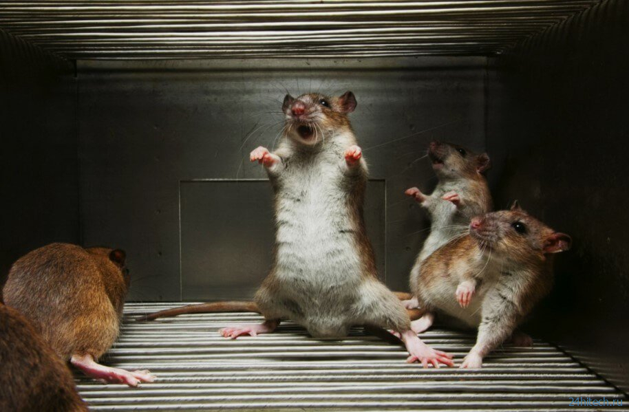 Как ученые превратили обычных мышей в свирепых хищников? 