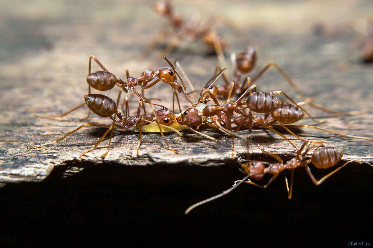 Как муравьи превращают другие виды в своих рабов? 