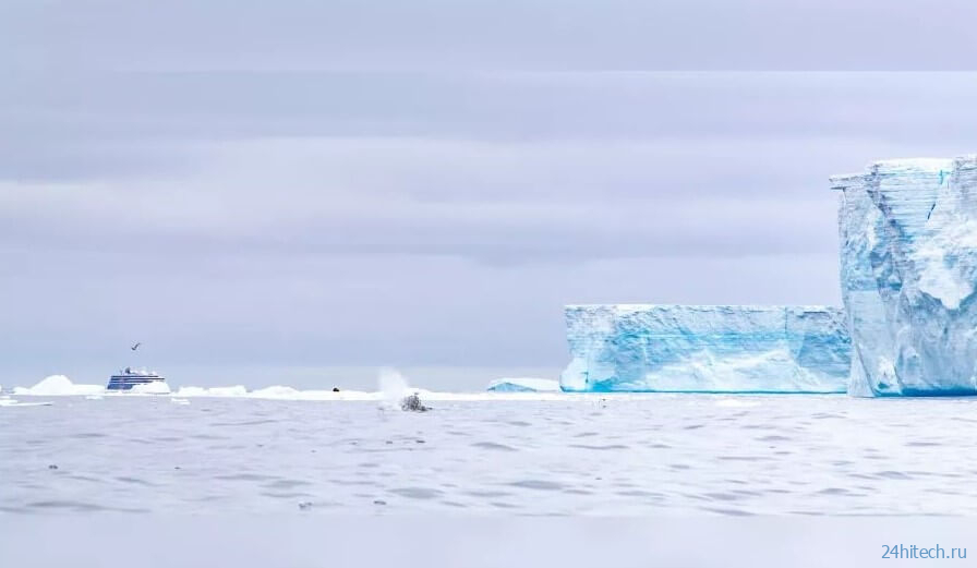 Самый большой айсберг в мире угрожал жизни животных. Что с ним стало теперь? 