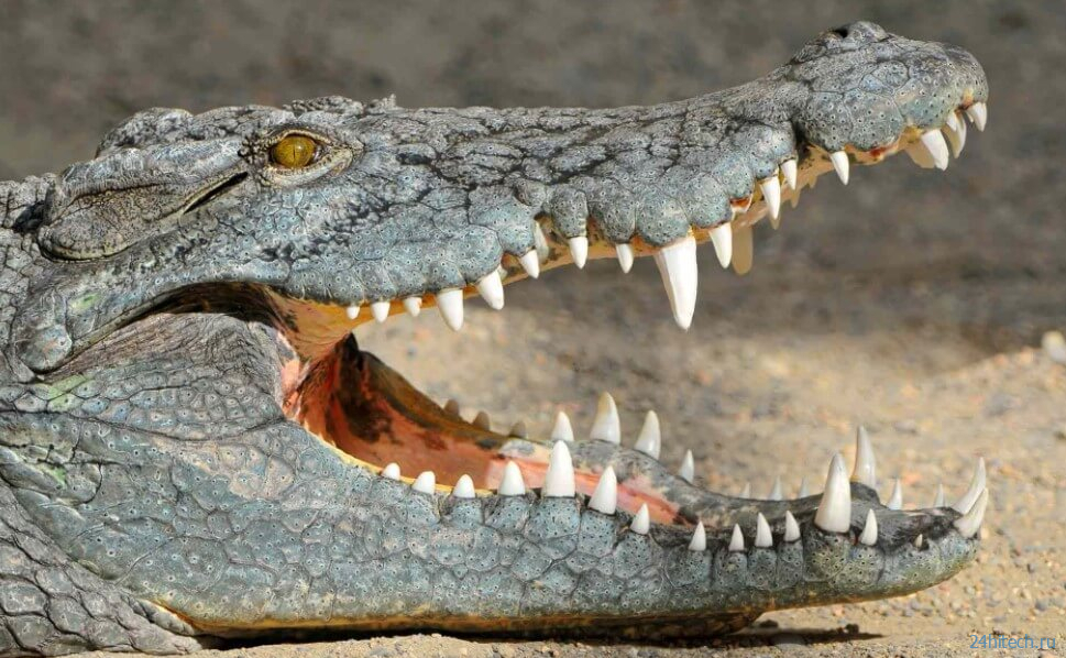Почему крокодилы почти не изменились со времен динозавров? 