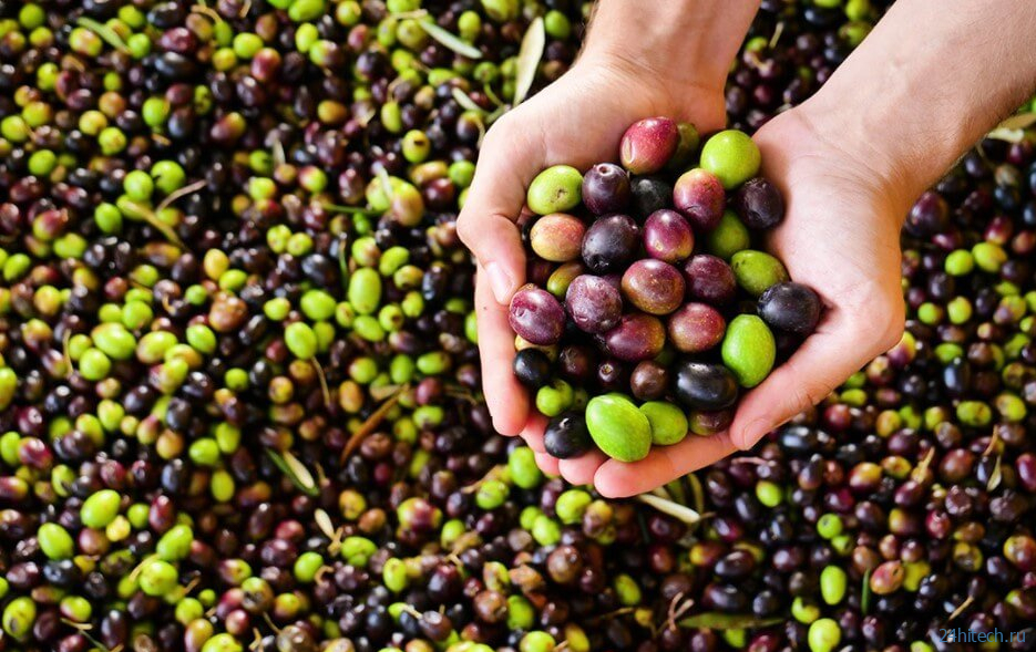 Почему с возрастом люди начинают любить оливки и другие продукты со странным вкусом? 
