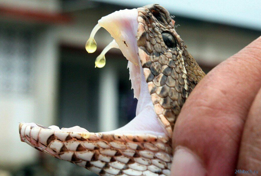 Какие змеи плюются ядом и что после этого происходит? 
