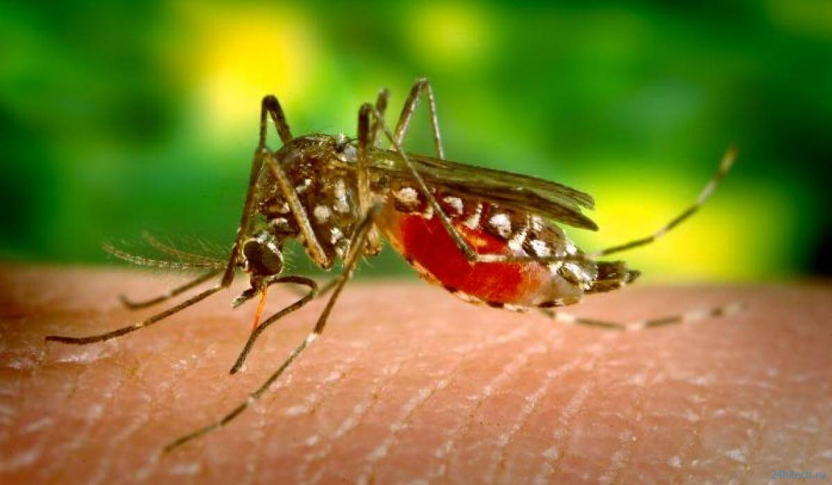Как малярийный плазмодий устроил самую долгую пандемию в истории человечества 