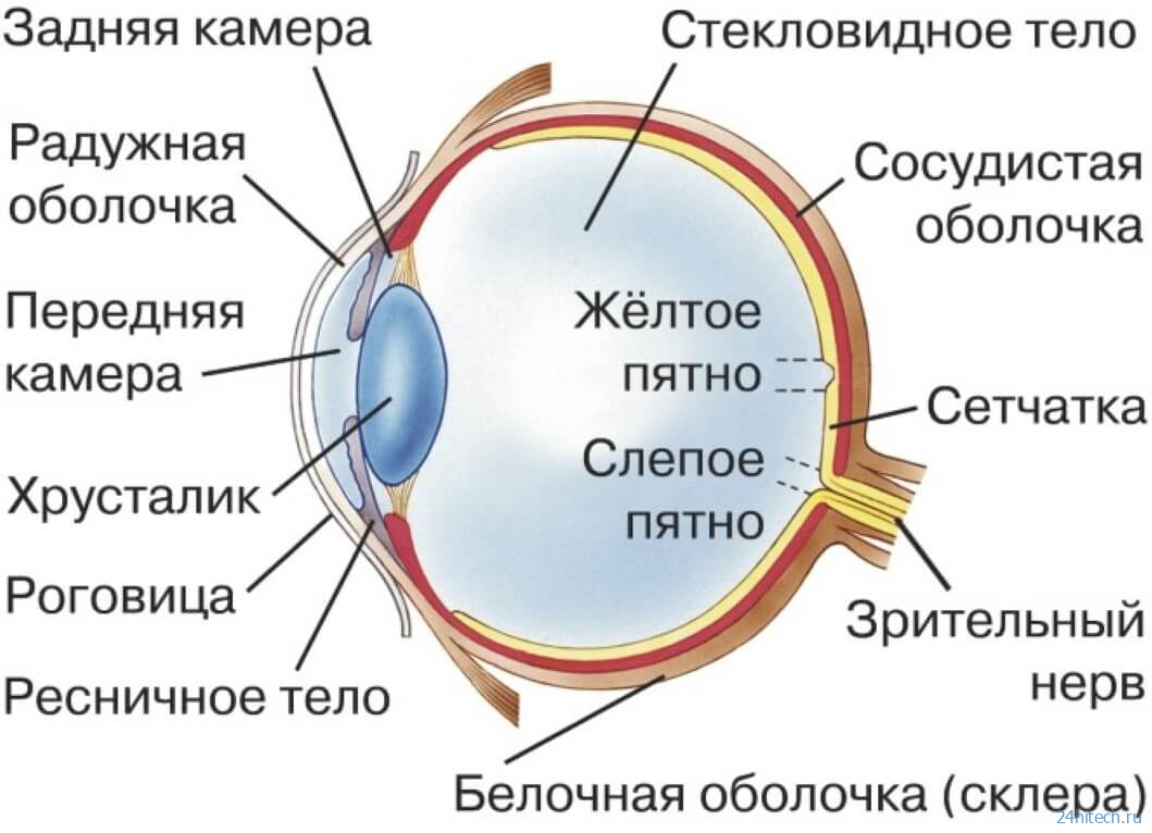 Что такое искусственная роговица глаза и зачем она нужна? 