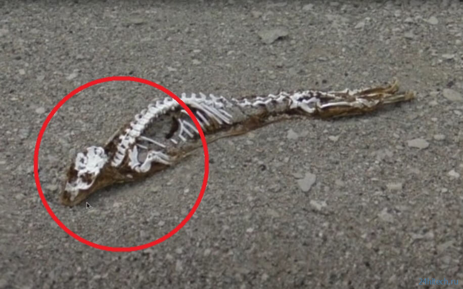 В Антарктиде найден скелет загадочного животного. Что это такое? 