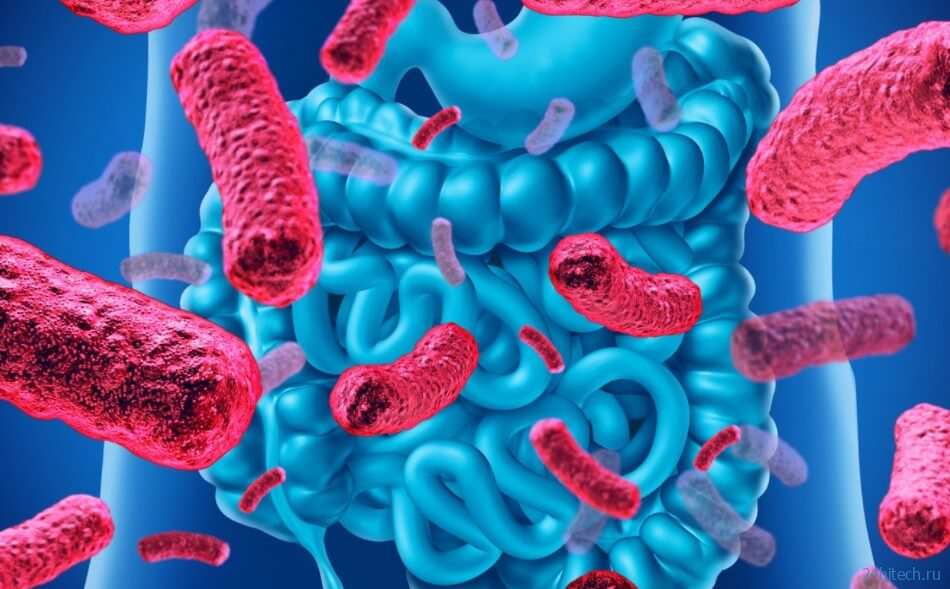 Как кишечные бактерии влияют на тяжесть COVID-19? 