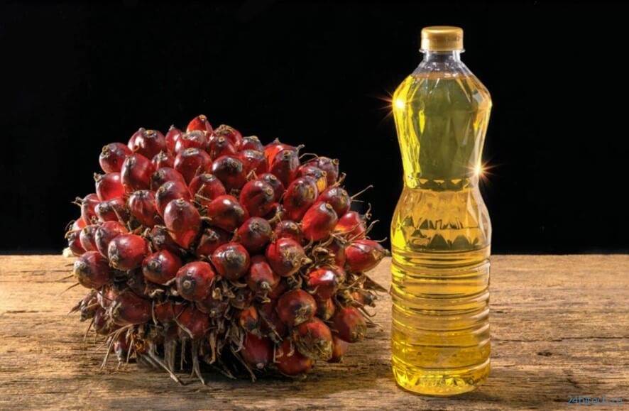 Что такое пальмовое масло? 