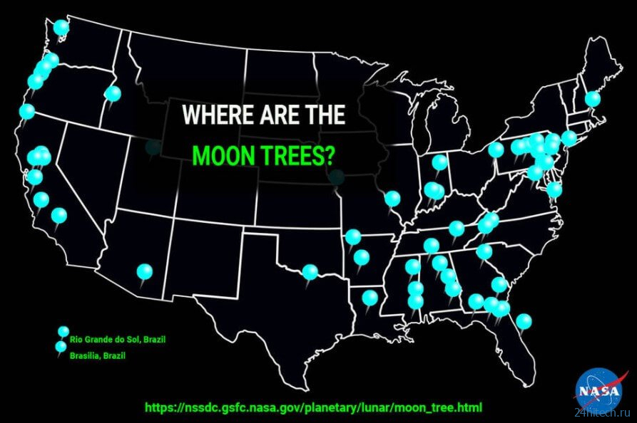 Что такое «лунные деревья» и где они растут? 