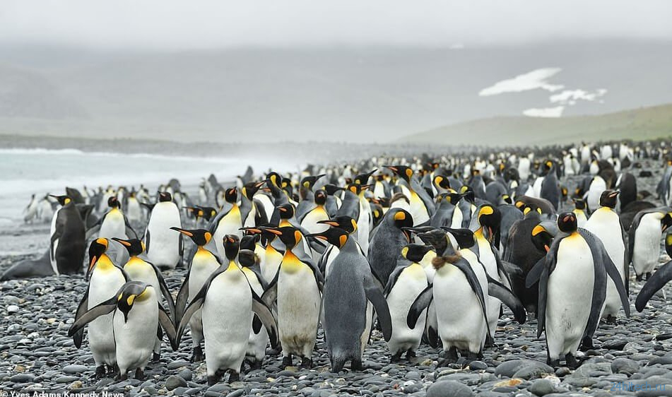 Фотограф впервые в истории нашел желтого пингвина. Почему он такого цвета? 