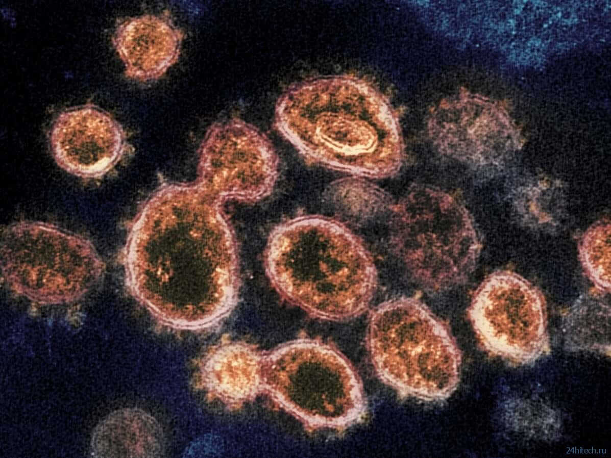 Сколько антител нужно для выработки иммунитета против COVID-19? 