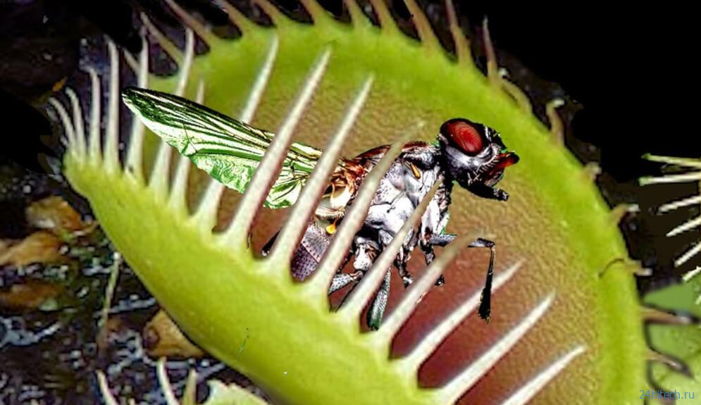 Венерина мухоловка: что это за растение и как ею можно управлять? 